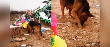 Perrito desconsolado conmueve a miles al buscar a su dueño fallecido en su tumba Perrito desconsolado conmueve a miles al buscar a su dueño fallecido en su tumba