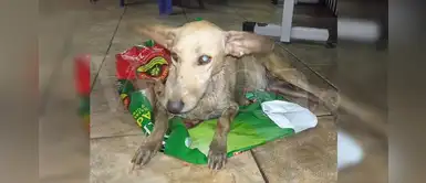 Rescatista brinda conmovedor mensaje tras la muerte de una perrita por pirotecnia Rescatista brinda conmovedor mensaje tras la muerte de una perrita por pirotecnia