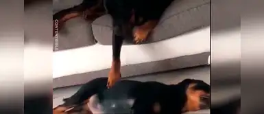 Perro sufre pesadilla y es calmado por su hermanita Perro sufre pesadilla y es calmado por su hermanita