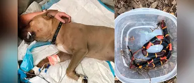 Valeroso pitbull muere luego de pelear con serpiente venenosa para defender a dos niños Valeroso pitbull muere luego de pelear con serpiente venenosa para defender a dos niños
