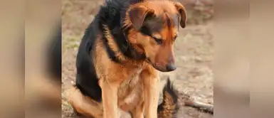 Le dijo a su perro 'quieto' y este lo esperó 7 días al lado de la carretera Le dijo a su perro 'quieto' y este lo esperó 7 días al lado de la carretera