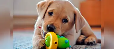 ¿No sabes cómo llamar a tu perrito? 10 nombres inspirados en la letra B ¿No sabes cómo llamar a tu perrito? 10 nombres inspirados en la letra B