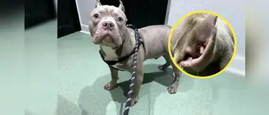 Hombre es prohibido de tener mascotas de por vida tras cortarle las orejas a su perro Hombre es prohibido de tener mascotas de por vida tras cortarle las orejas a su perro