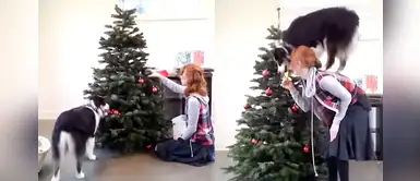Perrito decora el árbol de Navidad junto a su dueña y enternece a miles en Facebook Perrito decora el árbol de Navidad junto a su dueña y enternece a miles en Facebook