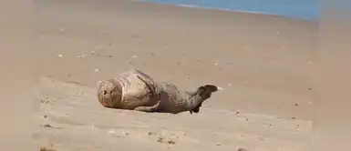 Foquita bebé conmueve a miles con tierna manera de dormir a orillas de la playa Foquita bebé conmueve a miles con tierna manera de dormir a orillas de la playa