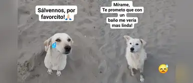Ancón: perros sin hogar piden adopción con conmovedoras frases en playa Hermosa Ancón: perros sin hogar piden adopción con conmovedoras frases en playa Hermosa