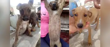 Ica: perros son rescatados luego de vivir con garrapatas y abandonados por su dueña Ica: perros son rescatados luego de vivir con garrapatas y abandonados por su dueña