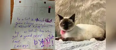 Gatita fue encontrada con una nota: “Adiós Violet, espero que tengas un buen dueño” Gatita fue encontrada con una nota: “Adiós Violet, espero que tengas un buen dueño”