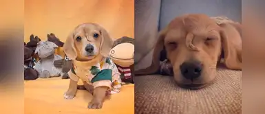 “Perrito unicorno” abandonado por ser diferente, fue adoptado por la dueña del refugio “Perrito unicorno” abandonado por ser diferente, fue adoptado por la dueña del refugio