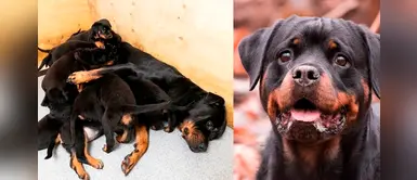 Familia de perrita rottweiler esperaba 6 cachorritos, pero la sorpresa fue más grande Familia de perrita rottweiler esperaba 6 cachorritos, pero la sorpresa fue más grande