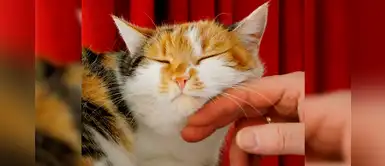 ¿Sabías que los gatos ven a sus dueños como sus padres y cuando se van, los extrañan? ¿Sabías que los gatos ven a sus dueños como sus padres y cuando se van, los extrañan?