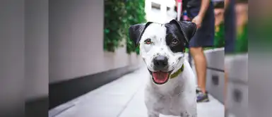 ¡Atención! Mascotas de Santa Anita recibirán atenciones gratuitas todos los sábados ¡Atención! Mascotas de Santa Anita recibirán atenciones gratuitas todos los sábados