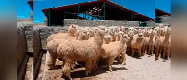Más de 53 mil alpacas son protegidas del frío en Arequipa Más de 53 mil alpacas son protegidas del frío en Arequipa