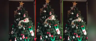 Gatito travieso se emociona con árbol navideño y su reacción conmueve a miles Gatito travieso se emociona con árbol navideño y su reacción conmueve a miles