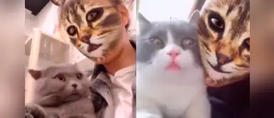 El filtro de TikTok que genera la reacción más graciosa en los gatos (VIDEO) El filtro de TikTok que genera la reacción más graciosa en los gatos (VIDEO)