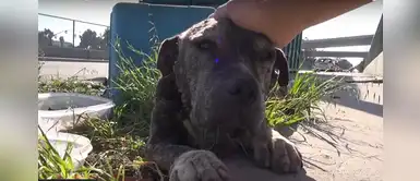 ¡Lamentable! Perrito enfermo fue abandonado en un puente por sus dueños ¡Lamentable! Perrito enfermo fue abandonado en un puente por sus dueños