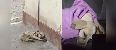 Pueblo Libre: perrita de 4 meses pierde la vida luego de sufrir maltrato animal Pueblo Libre: perrita de 4 meses pierde la vida luego de sufrir maltrato animal