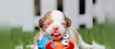 30 nombres originales y hermosos de perros con la letra A 30 nombres originales y hermosos de perros con la letra A