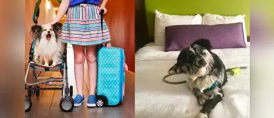 Hotel permite a sus huéspedes cuidar perros sin hogar y adoptarlos tras vivir la experiencia Hotel permite a sus huéspedes cuidar perros sin hogar y adoptarlos tras vivir la experiencia