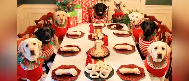 ¿Cómo consentir a tu perro en esta Navidad? 3 deliciosas cenas que le puedes preparar ¿Cómo consentir a tu perro en esta Navidad? 3 deliciosas cenas que le puedes preparar