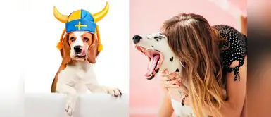 ¿No sabes cómo llamar a tu perrito? 18 nombres inspirados en mitología nórdica ¿No sabes cómo llamar a tu perrito? 18 nombres inspirados en mitología nórdica