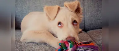 Gritarle a tu perrito provocaría un efecto destructivo e irreversible en su mente Gritarle a tu perrito provocaría un efecto destructivo e irreversible en su mente