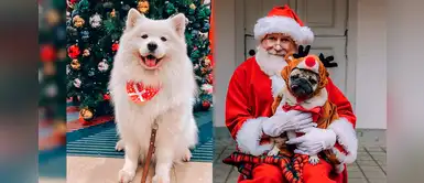 El ranking de las mascotas influencers más famosas que enamoraron en el 2019 El ranking de las mascotas influencers más famosas que enamoraron en el 2019