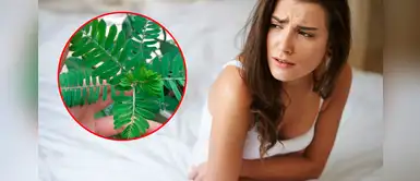 Chancapiedra para eliminar los cálculos renales y combatir la hipertensión Chancapiedra para eliminar los cálculos renales y combatir la hipertensión