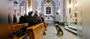 Perrito conmueve al esperar todos los días a su dueña en iglesia donde fue su funeral Perrito conmueve al esperar todos los días a su dueña en iglesia donde fue su funeral