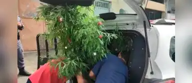 Hombre fue detenido por tener árbol de Navidad hecho con marihuana Hombre fue detenido por tener árbol de Navidad hecho con marihuana