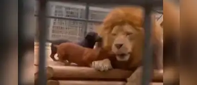 Perritos salchichas entran a atacar a león y final sorprendió a todos Perritos salchichas entran a atacar a león y final sorprendió a todos