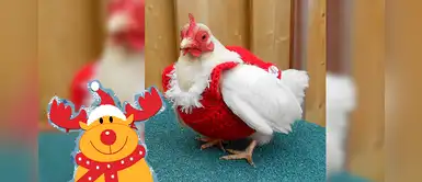 ¿Tienes gallinitas en casa? Disfraza a tu mascota con estos tiernos suéters navideños ¿Tienes gallinitas en casa? Disfraza a tu mascota con estos tiernos suéters navideños