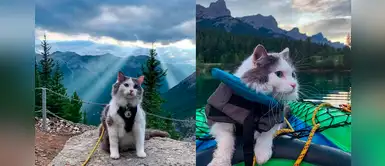 Gatito presume sus vacaciones mientras tú te quedas en casa viendo sus fotos Gatito presume sus vacaciones mientras tú te quedas en casa viendo sus fotos