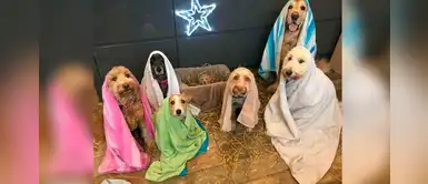 Grupo de perritos posan para pesebre navideño y “niño Jesús” se roba el corazón Grupo de perritos posan para pesebre navideño y “niño Jesús” se roba el corazón