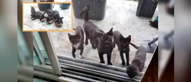 Gatita agradecida con una mujer por darle de comer, vuelve con sus crías a visitarla Gatita agradecida con una mujer por darle de comer, vuelve con sus crías a visitarla