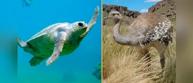 ¿Sabías que 389 animales están en amenaza en nuestro país y la cifra podría aumentar? ¿Sabías que 389 animales están en amenaza en nuestro país y la cifra podría aumentar?