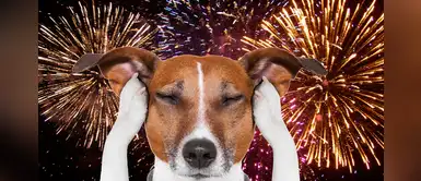 ¿Cómo evitar el estrés en tus mascotas provocado por los pirotécnicos? ¿Cómo evitar el estrés en tus mascotas provocado por los pirotécnicos?