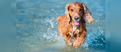30 hermosos nombres para perros que les encanta estar en el agua 30 hermosos nombres para perros que les encanta estar en el agua