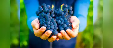 ¡Las uvas cuentan con increíbles beneficios para la belleza! ¿Tienes idea de cuáles son? ¡Las uvas cuentan con increíbles beneficios para la belleza! ¿Tienes idea de cuáles son?