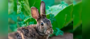 ¿Sabías que los conejos se unieron a la lista de las especies en peligro de extinción? ¿Sabías que los conejos se unieron a la lista de las especies en peligro de extinción?