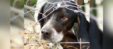 Conoce el método de Tellington para relajar a tu mascota del ruido de pirotécnicos Conoce el método de Tellington para relajar a tu mascota del ruido de pirotécnicos