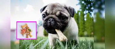 Veterinarios recomiendan comprar comida empaquetada para prevenir males en mascotas Veterinarios recomiendan comprar comida empaquetada para prevenir males en mascotas