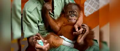 Indonesia: bebé orangután hallado en una maleta será devuelto a la naturaleza Indonesia: bebé orangután hallado en una maleta será devuelto a la naturaleza