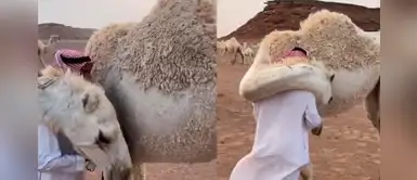 Hombre volvió a casa tras la muerte de su hijo y camello lo consoló con un abrazo Hombre volvió a casa tras la muerte de su hijo y camello lo consoló con un abrazo