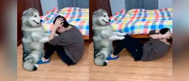 No quiso contratar un entrenador y prefirió hacer ejercicios con la ayuda de su perro No quiso contratar un entrenador y prefirió hacer ejercicios con la ayuda de su perro