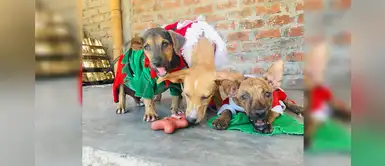 Perritos lucen tiernos disfraces navideños para promover su adopción Perritos lucen tiernos disfraces navideños para promover su adopción