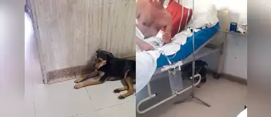 Perritos esperan a que su dueño salga de cirugía y lo acompañan en su recuperación Perritos esperan a que su dueño salga de cirugía y lo acompañan en su recuperación