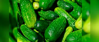 ¿Tienes pepino en casa? Sigue estos remedios caseros para alcanzar tu peso ideal ¿Tienes pepino en casa? Sigue estos remedios caseros para alcanzar tu peso ideal