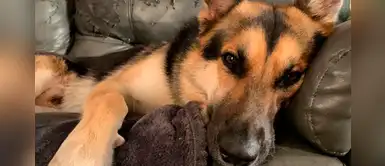 Mujer rescata a perro a punto de morir abandonado en la basura Mujer rescata a perro a punto de morir abandonado en la basura