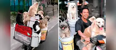 6 perritos se acomodan en la motocicleta de su humano y viajan felices 6 perritos se acomodan en la motocicleta de su humano y viajan felices